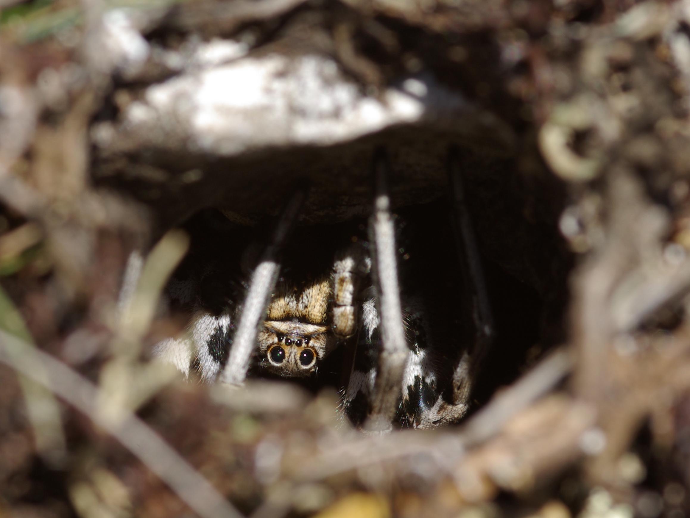 Lycosa sp. dall''Abruzzo